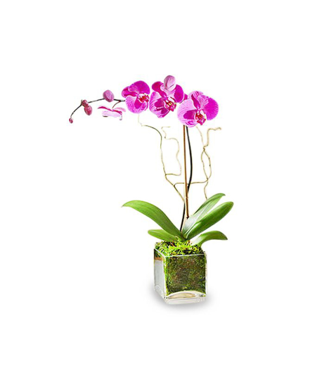 Picture of ELEGANT ORCHID